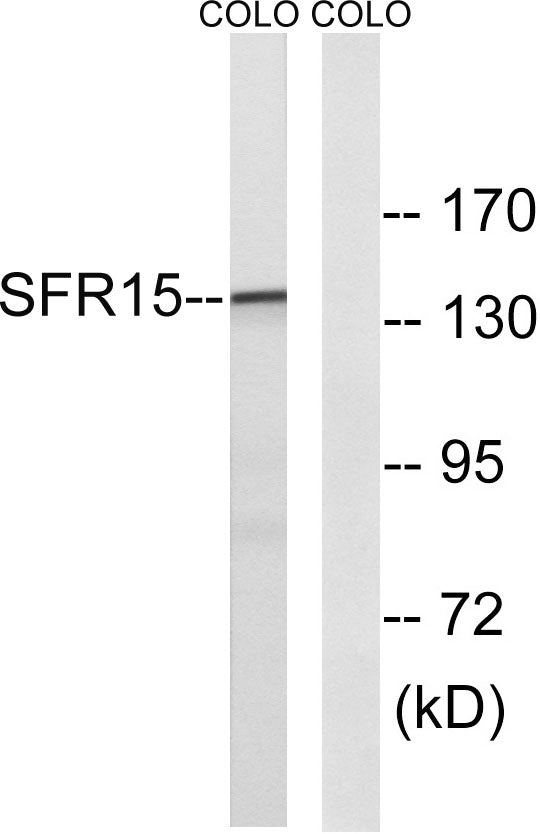 SFRS15 Rabbit Polyclonal Antibody