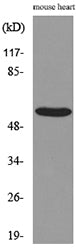 Sg III Rabbit Polyclonal Antibody