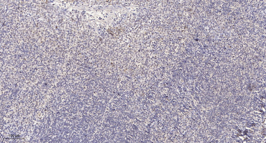 SH2D4A Rabbit Polyclonal Antibody