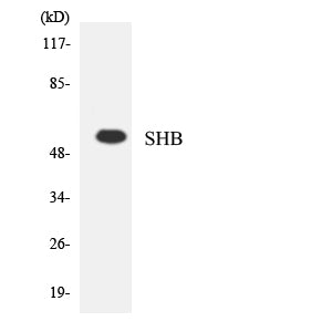 Shb Rabbit Polyclonal Antibody