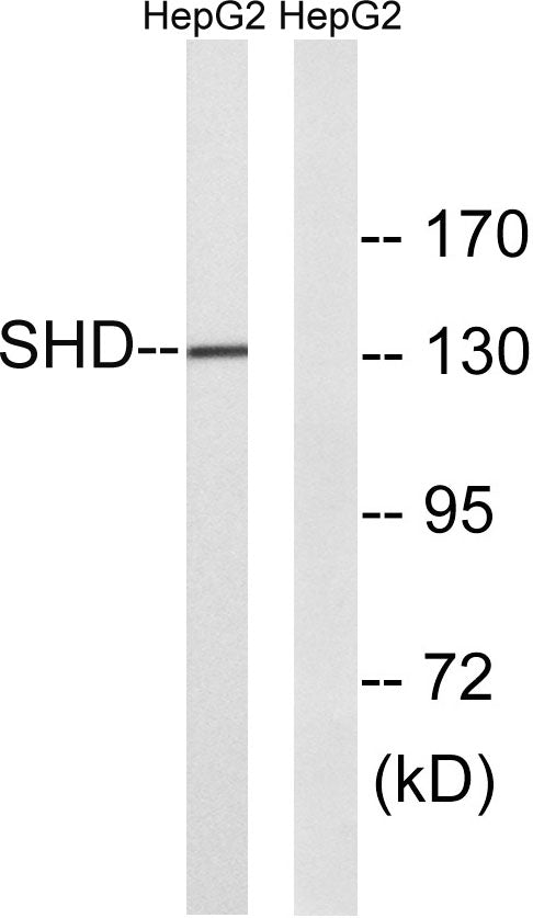 Shd Rabbit Polyclonal Antibody