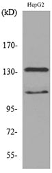SHIP-2 Rabbit Polyclonal Antibody