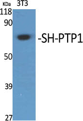 SH-PTP1 Rabbit Polyclonal Antibody