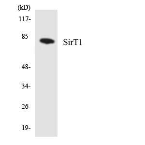 SIRT1 Rabbit Polyclonal Antibody