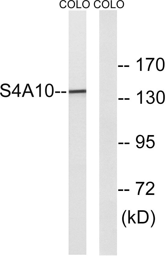 SLC4A8/10 Rabbit Polyclonal Antibody
