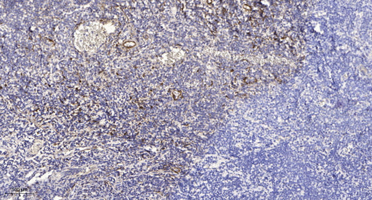 Slit3 Rabbit Polyclonal Antibody