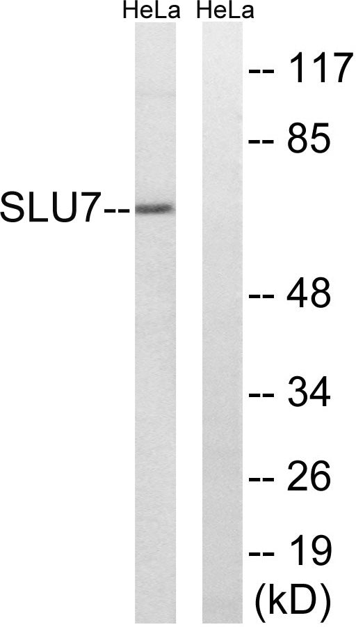 SLU7 Rabbit Polyclonal Antibody