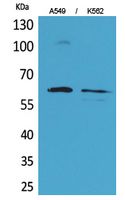 Smad1 Rabbit Polyclonal Antibody