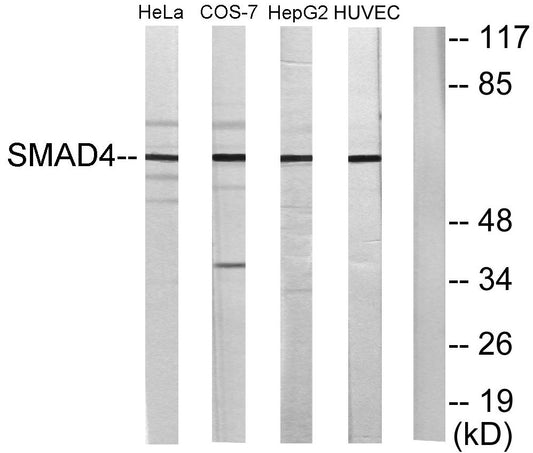 Smad4 Rabbit Polyclonal Antibody