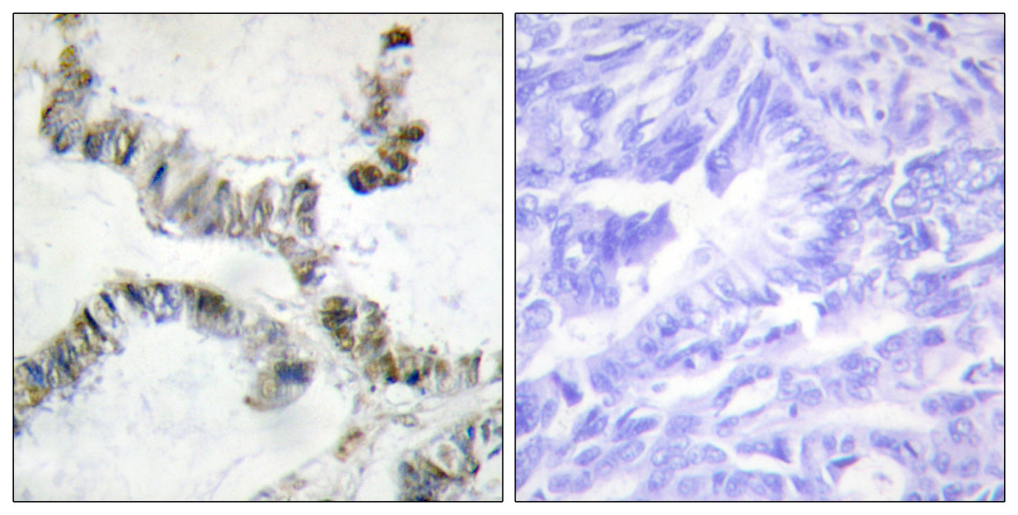 SMF Rabbit Polyclonal Antibody