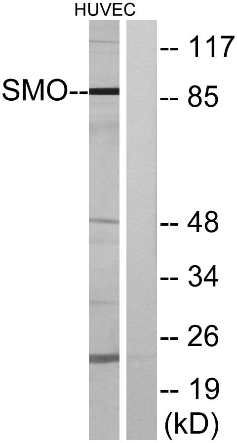 Smo Rabbit Polyclonal Antibody