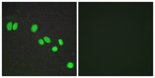 SMRTe Rabbit Polyclonal Antibody