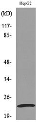 SNAP 23 Rabbit Polyclonal Antibody