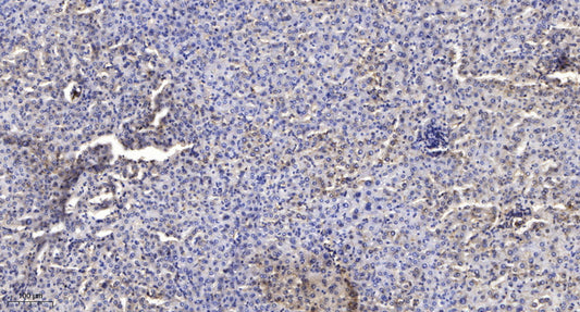 SODE Rabbit Polyclonal Antibody