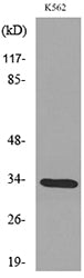 SP-A Rabbit Polyclonal Antibody