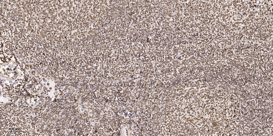 SPEG Rabbit Polyclonal Antibody
