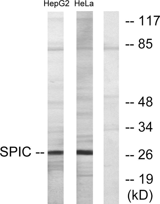 Spi-C Rabbit Polyclonal Antibody