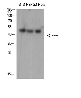SPOP Rabbit Polyclonal Antibody