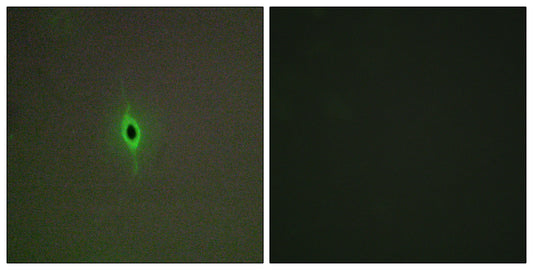 SR-2C Rabbit Polyclonal Antibody