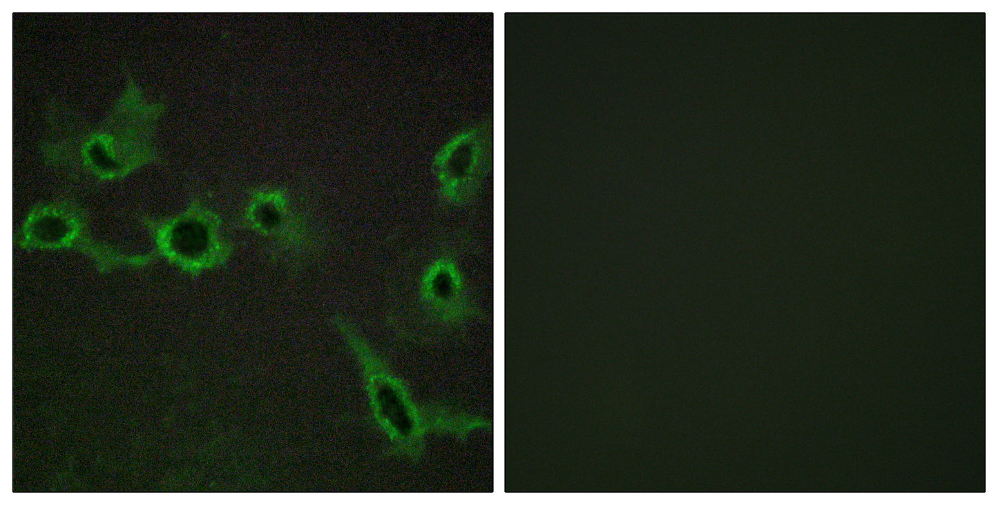 SR-7 Rabbit Polyclonal Antibody