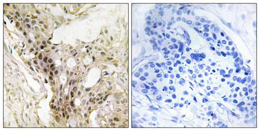 Srb7 Rabbit Polyclonal Antibody