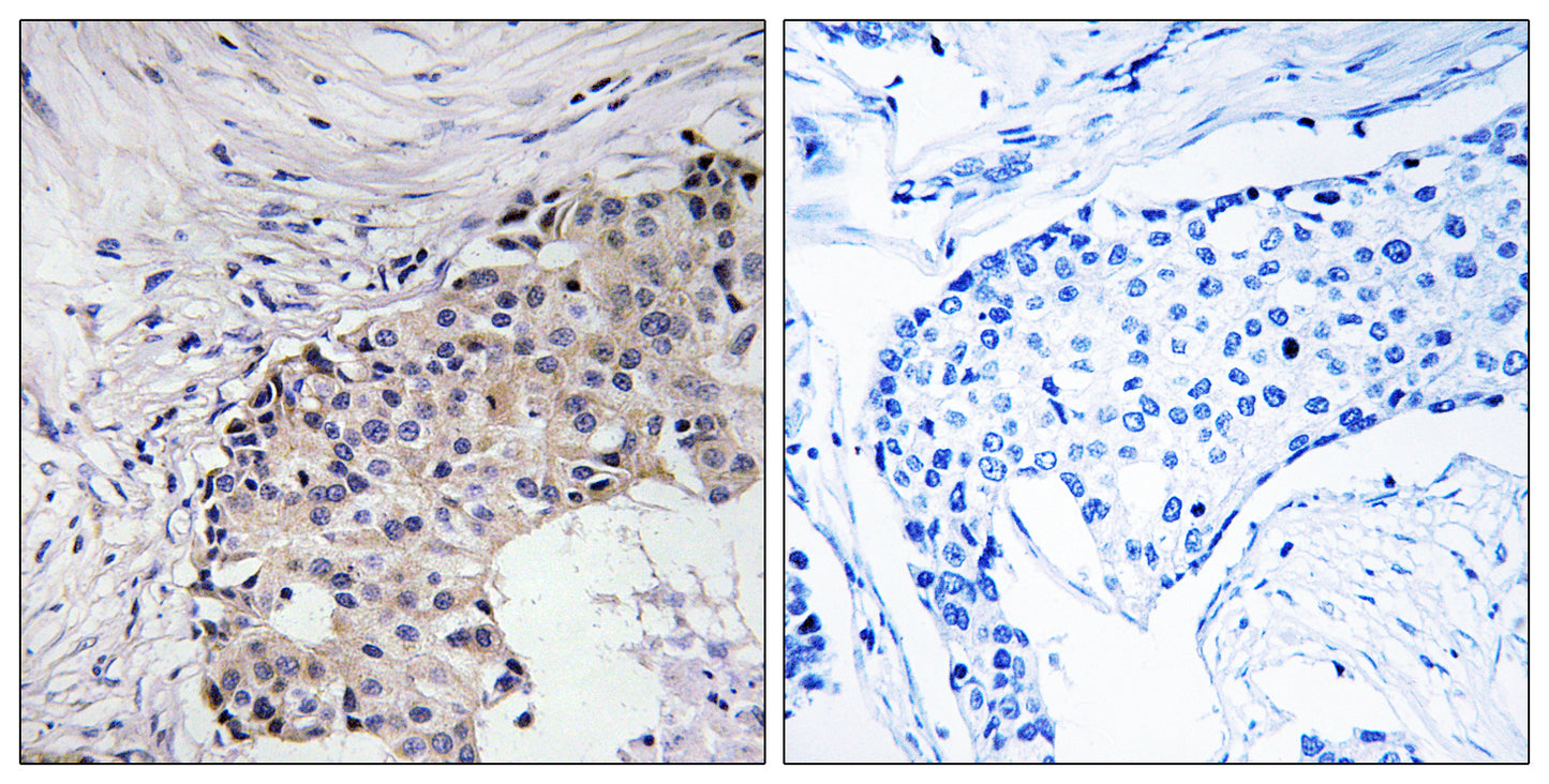 SREC-II Rabbit Polyclonal Antibody
