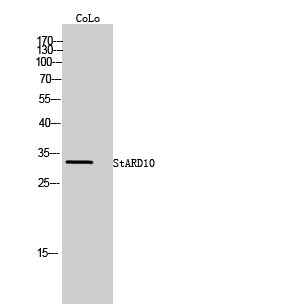 StARD10 Rabbit Polyclonal Antibody