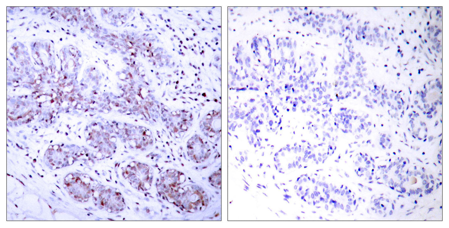 Stat4 Rabbit Polyclonal Antibody