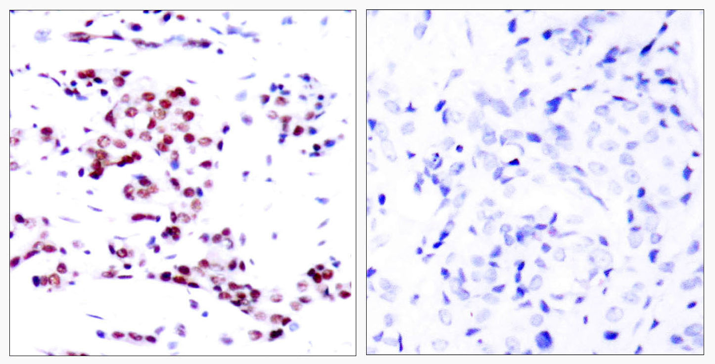 Stat5a Rabbit Polyclonal Antibody