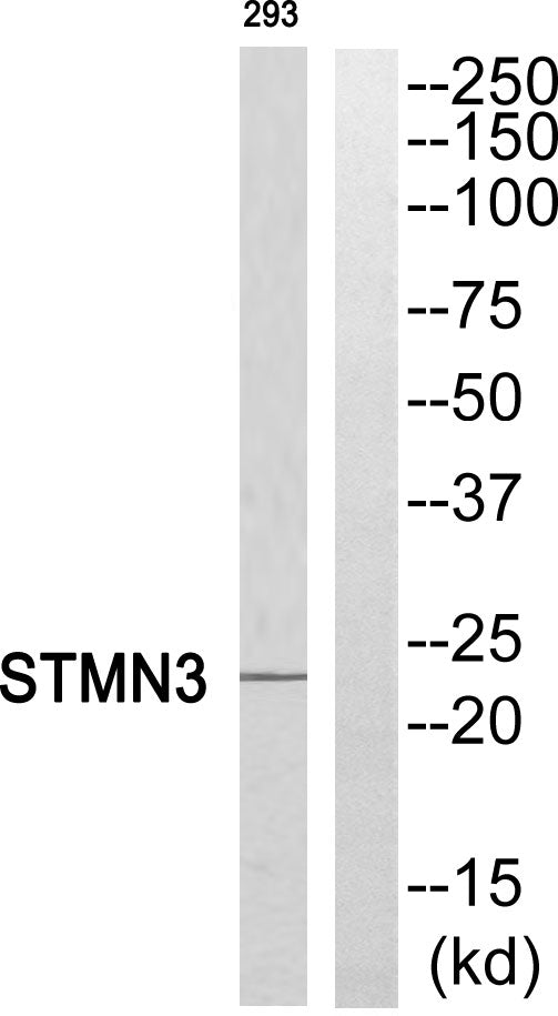 Stathmin-3 Rabbit Polyclonal Antibody