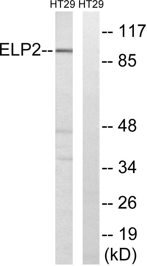 StIp1 Rabbit Polyclonal Antibody