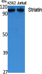 Striatin Rabbit Polyclonal Antibody