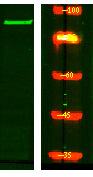 STRN4 Rabbit Polyclonal Antibody