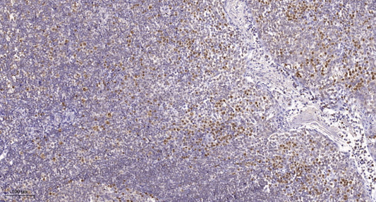 SUMO2 Rabbit Polyclonal Antibody