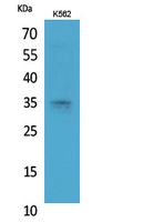 Syntaxin 1 Rabbit Polyclonal Antibody