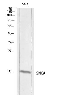 Synuclein-α Rabbit Polyclonal Antibody