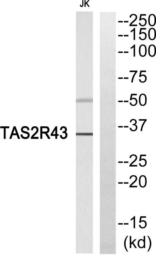 T2R43 Rabbit Polyclonal Antibody