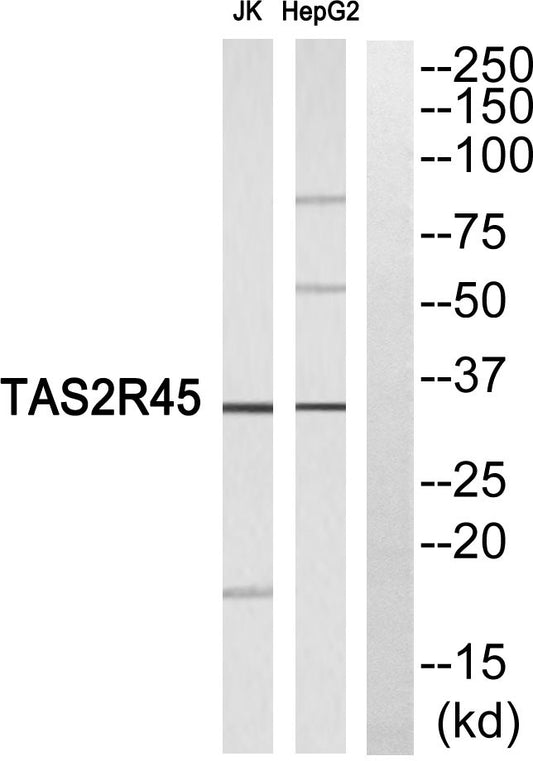 T2R45 Rabbit Polyclonal Antibody