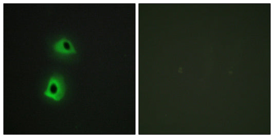 T3JAM Rabbit Polyclonal Antibody