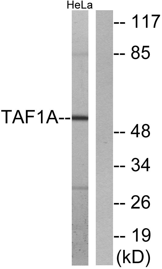 TAF I p48 Rabbit Polyclonal Antibody