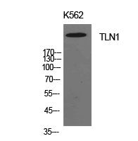 Talin-1 Rabbit Polyclonal Antibody