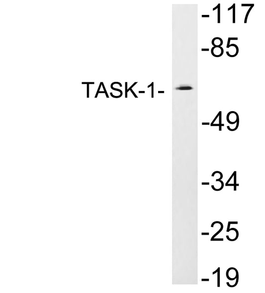 TASK-1 Rabbit Polyclonal Antibody