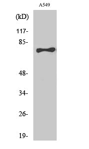 TBX2/3 Rabbit Polyclonal Antibody