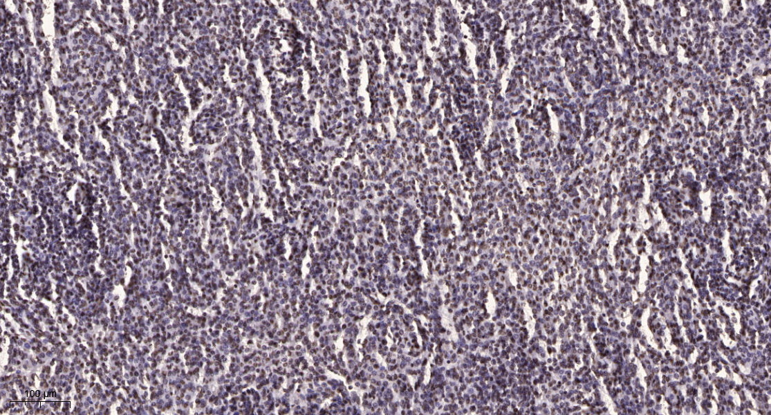 TCEAL7 Rabbit Polyclonal Antibody