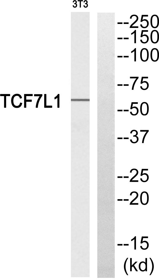 TCF-3 Rabbit Polyclonal Antibody