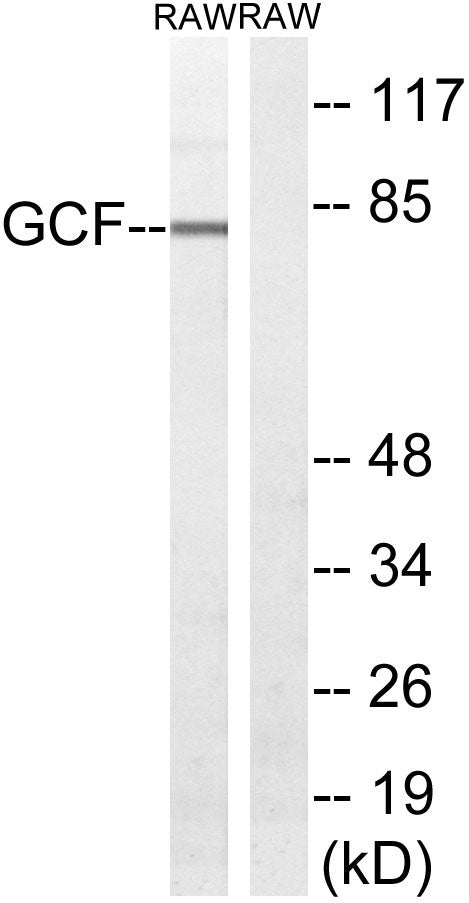 TCF-9 Rabbit Polyclonal Antibody