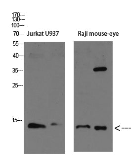 Tcl1 Rabbit Polyclonal Antibody