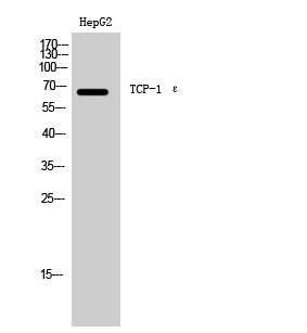 TCP-1 ε Rabbit Polyclonal Antibody