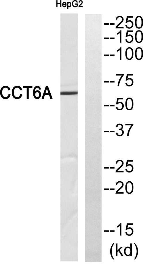 TCP-1 ζ Rabbit Polyclonal Antibody
