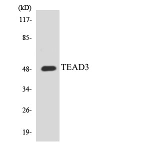 TEF-5 Rabbit Polyclonal Antibody